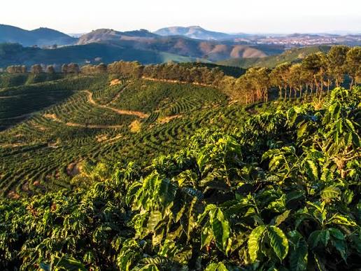 Sustentabilidade na produção de café ganha força no Espírito Santo e abre mercados