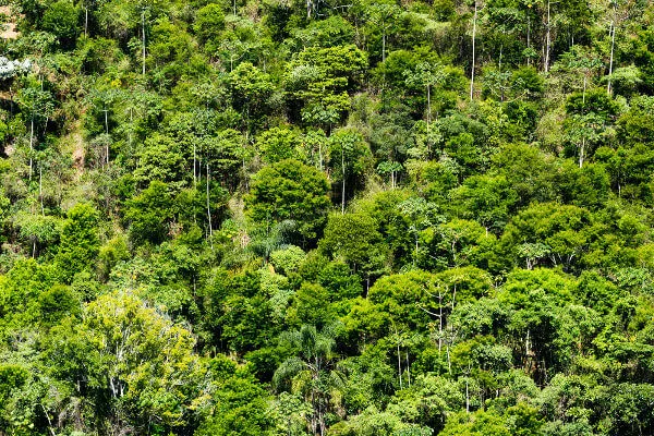 Helicóptero espalha 4 toneladas de sementes para recuperar Mata Atlântica e salvar palmeira ameaçada no ES