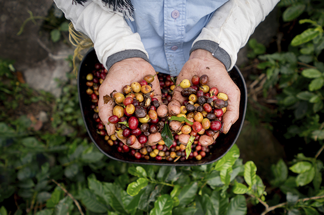 Com força do café, Espírito Santo chega ao top 10 da produção agrícola brasileira